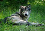 Oregon wolf