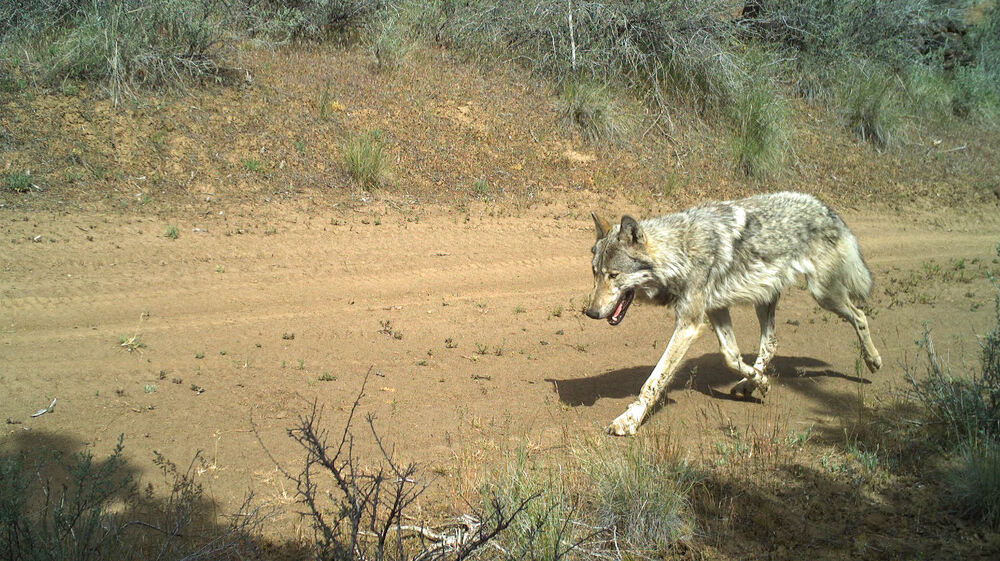 In late March, the well-known - Roar Wildlife News